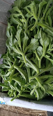 赤峰冰草批發(fā)電話地址查詢-第1張圖片