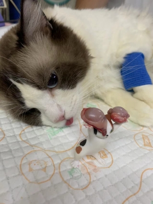 赤峰奈斯寵物醫(yī)院電話號(hào)碼-第1張圖片