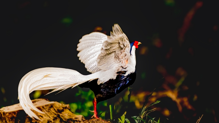 赤峰湛風(fēng)鳥團(tuán)購電話地址查詢-第1張圖片