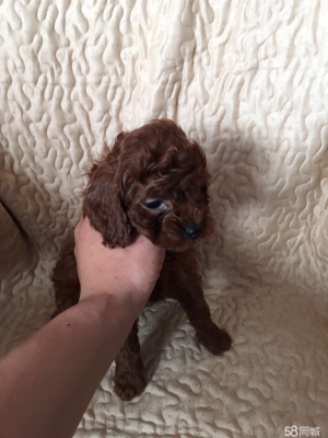 赤峰上門收狗電話號碼是多少-第1張圖片