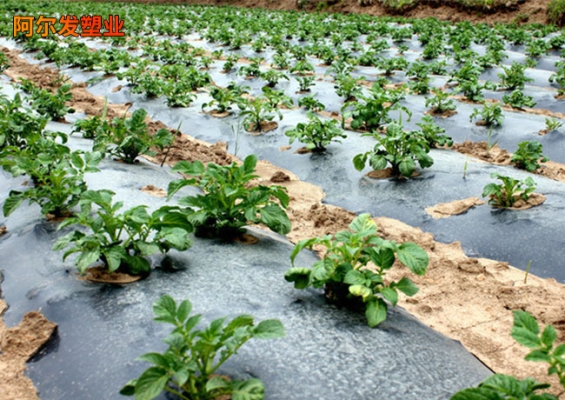 赤峰白色地膜廠家電話號(hào)碼-第1張圖片