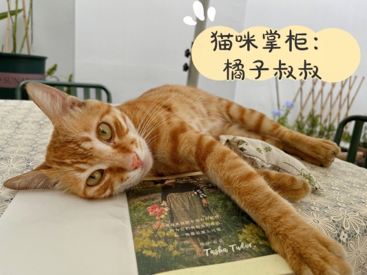 赤峰市貓咪民宿電話(huà)號(hào)碼-第1張圖片