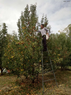赤峰林西大板采摘園電話號碼-第1張圖片