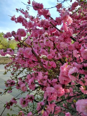 赤峰市大阪城社區(qū)電話號(hào)碼-第1張圖片