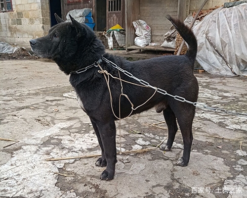 赤峰同城出售土狗電話(huà)多少號(hào)-第1張圖片