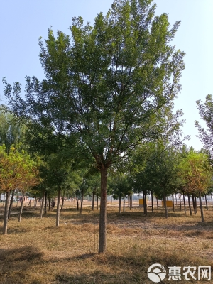 赤峰國槐模具招聘電話號碼查詢-第1張圖片