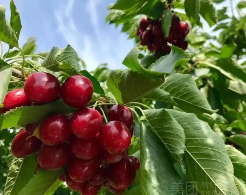 赤峰小櫻桃采摘園地址電話號碼-第1張圖片