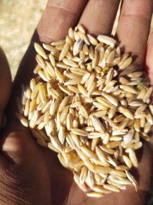 赤峰關(guān)家營莜麥飯店電話號碼-第1張圖片