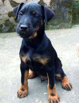 赤峰獵梗犬基地電話號(hào)碼-第1張圖片