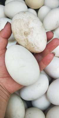 赤峰賣笨雞蛋的老頭電話號碼-第1張圖片