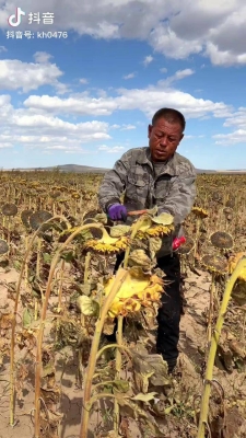 赤峰收購樹種子電話號碼是多少-第1張圖片