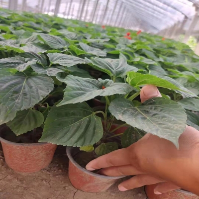 赤峰市花圃基地電話號(hào)碼-第1張圖片