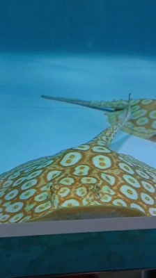 赤峰古法養(yǎng)魚(yú)基地電話號(hào)碼-第1張圖片