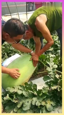 赤峰黑水西瓜園電話號(hào)碼查詢-第1張圖片