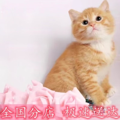 赤峰橘貓領(lǐng)養(yǎng)電話多少號(hào)-第1張圖片