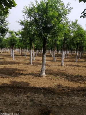 赤峰國(guó)槐種植基地電話號(hào)碼-第1張圖片