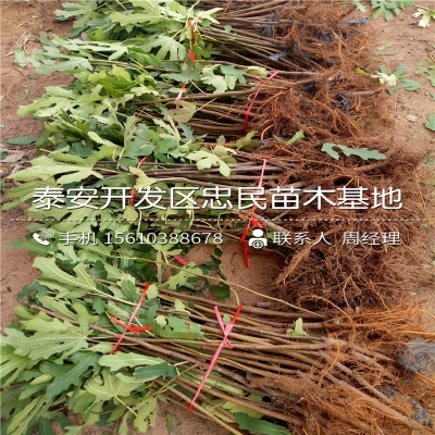 赤峰地區(qū)賣樹苗的電話號(hào)碼是多少-第1張圖片