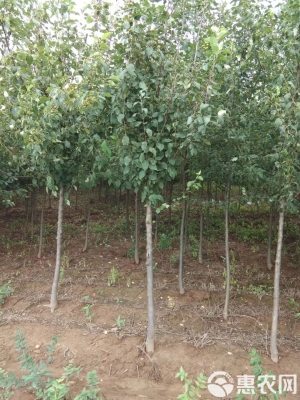 內(nèi)蒙古赤峰鐵嶺苗圃電話是多少-第1張圖片