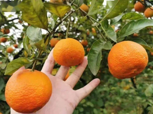 赤峰采摘橘子園電話號(hào)碼查詢-第1張圖片