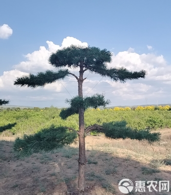 赤峰求購(gòu)樟子松樹(shù)電話(huà)多少號(hào)-第1張圖片