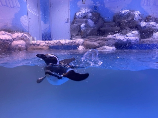 赤峰市區(qū)摩爾城地址電話號碼-第1張圖片