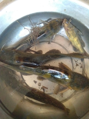 赤峰釣魚(yú)租桿電話是多少號(hào)-第1張圖片