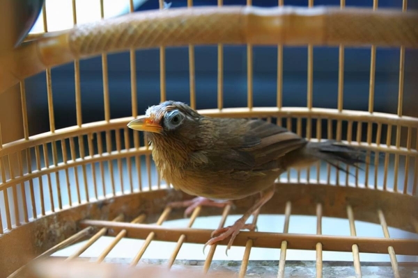 赤峰雛鴨繁殖廠電話地址查詢-第1張圖片