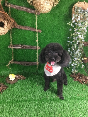 赤峰狗狗診所電話多少啊-第1張圖片