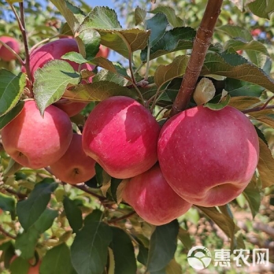 赤峰寧城農(nóng)信電話是多少號(hào)-第1張圖片