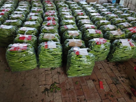 寧城尖椒辣嗎-第1張圖片