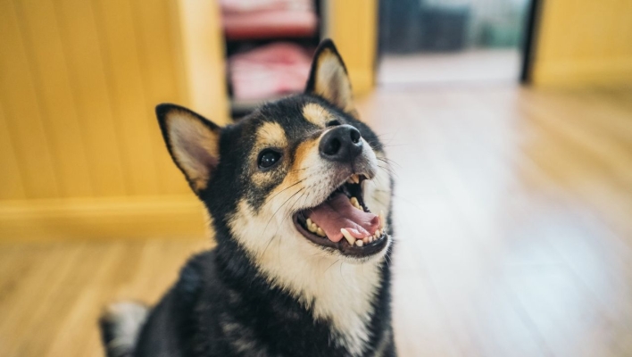 赤峰市狗狗剪毛店電話號(hào)碼-第1張圖片