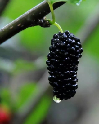 赤峰燕麥草收購(gòu)商電話號(hào)碼-第1張圖片