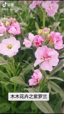 赤峰紫羅蘭種植基地電話號碼-第1張圖片