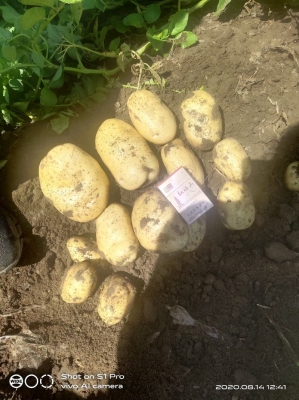 赤峰土豆機(jī)械廠(chǎng)家電話(huà)號(hào)碼-第1張圖片