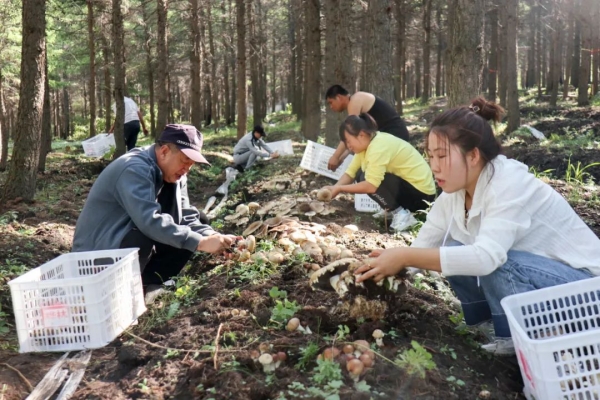 赤峰木頭回收電話地址是多少號-第1張圖片