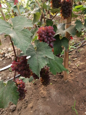 赤峰野生葡萄種植基地電話號碼-第1張圖片