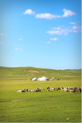 赤峰寄養(yǎng)牛羊的地方電話號碼-第1張圖片