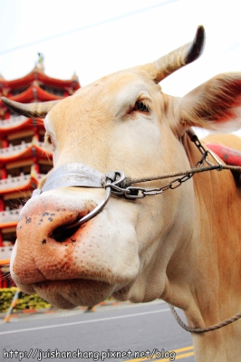 赤峰賣拉牛車的店鋪電話號碼-第1張圖片