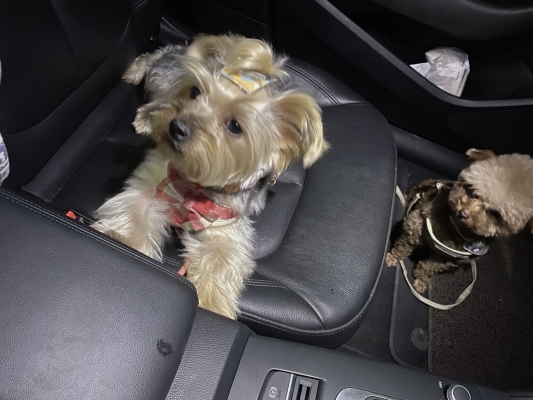 赤峰小祥寵物店電話號(hào)碼-第1張圖片