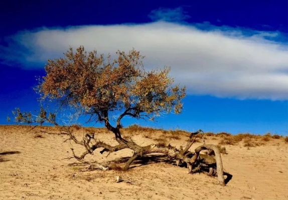 赤峰阿日古娜酒店電話號碼-第1張圖片