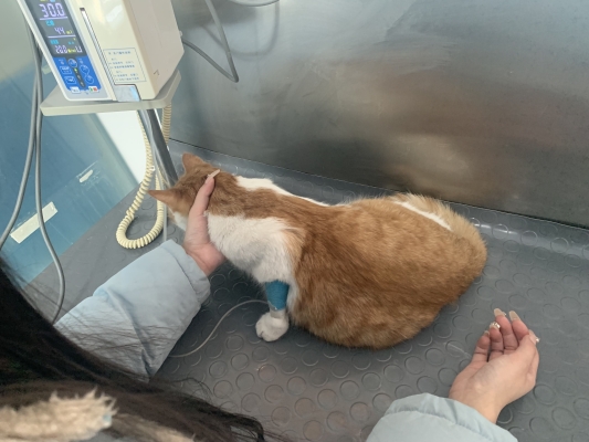 赤峰市內(nèi)寵物醫(yī)院電話號(hào)碼-第1張圖片