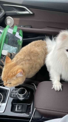 赤峰欣夢寵物醫(yī)院電話號碼-第1張圖片