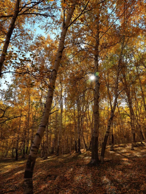 赤峰開車自駕游團(tuán)隊(duì)電話號(hào)碼-第1張圖片
