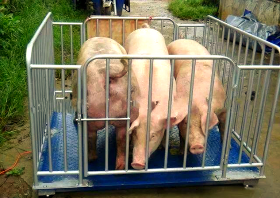 赤峰市賣豬的電話是多少-第1張圖片