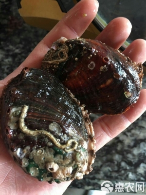 赤峰老鮑汽修電話號碼查詢-第1張圖片