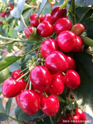 赤峰王記炒貨櫻桃店電話號(hào)碼-第1張圖片