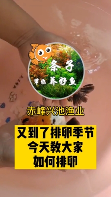 赤峰魚缸回收上門電話是多少號-第1張圖片