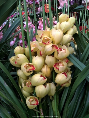 赤峰菜花市場電話號碼多少-第1張圖片