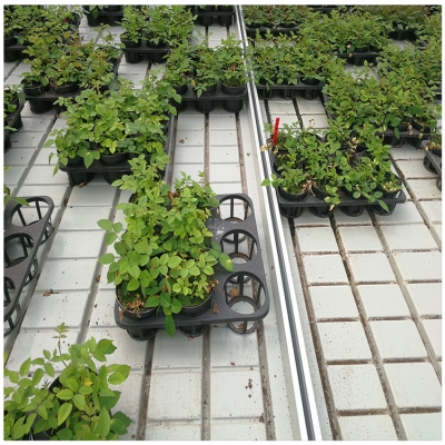 赤峰市育苗床出租電話號碼-第1張圖片