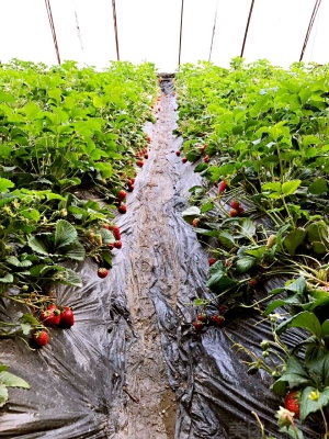 赤峰馨月草莓采摘園電話號(hào)碼-第1張圖片